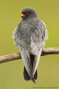 RotfuÃŸfalke (Falco vespertinus)