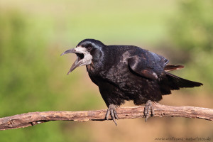 SaatkrÃ¤he (Corvus frugilegus)