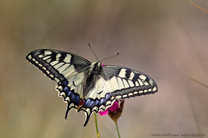 Schwalbenschwanz (Papilio machaon)