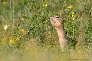 Europäische Ziesel (Spermophilus citellus)