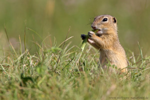 Europäische Ziesel (Spermophilus citellus)