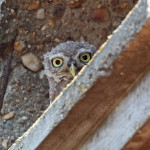 Steinkauz (Athene noctua)