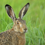 Feldhase (Lepus europaeus)