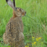 Feldhase (Lepus europaeus)