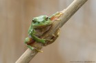 laubfrosch3