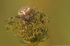 Gartenkreuzspinne 
