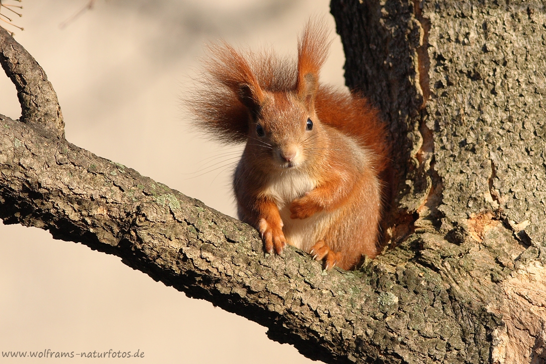Eichhoernchen2