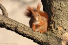Eichhoernchen2