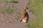 Feldhase 