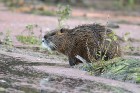 Nutria 