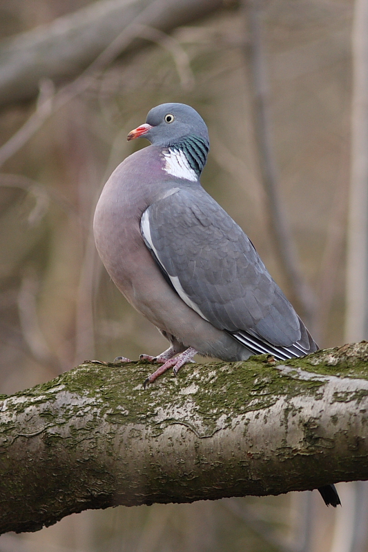 ringeltaube