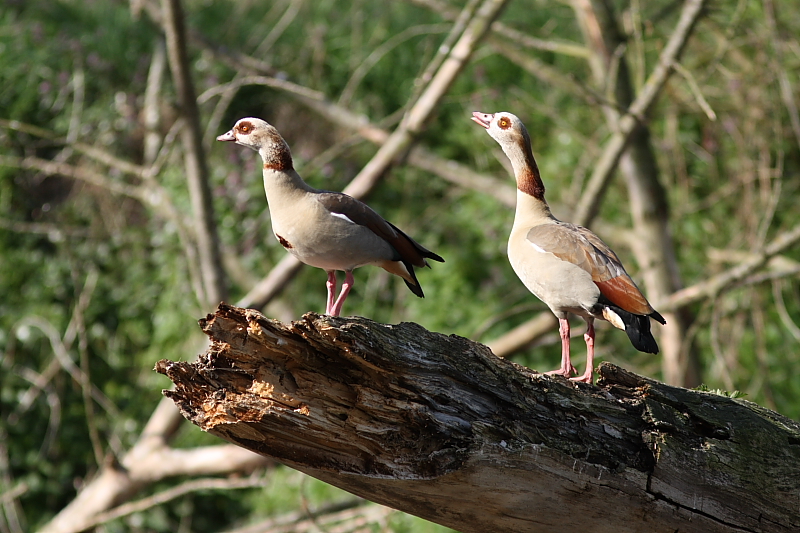 Nilgaense