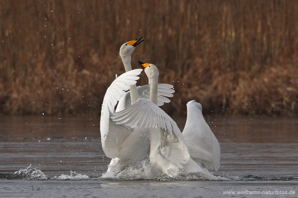 singschwan3