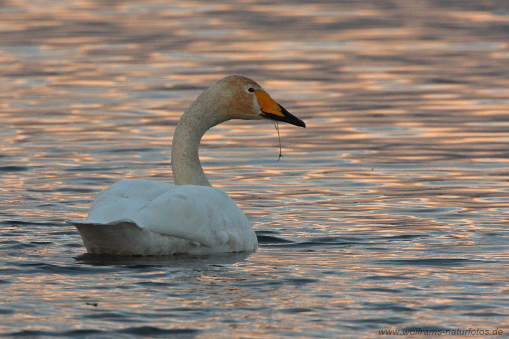singschwan4