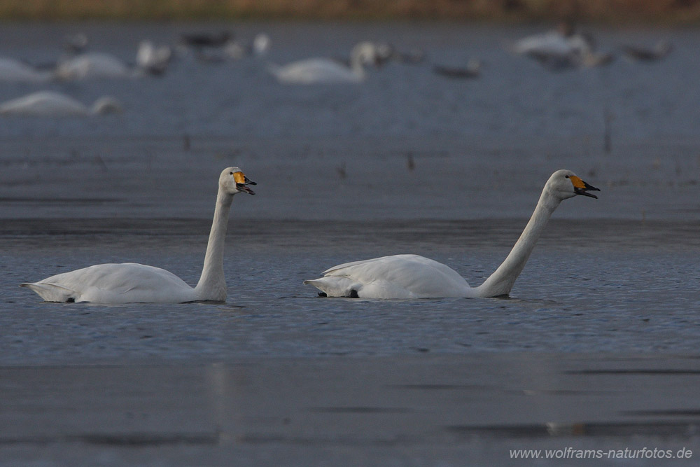 singschwan5