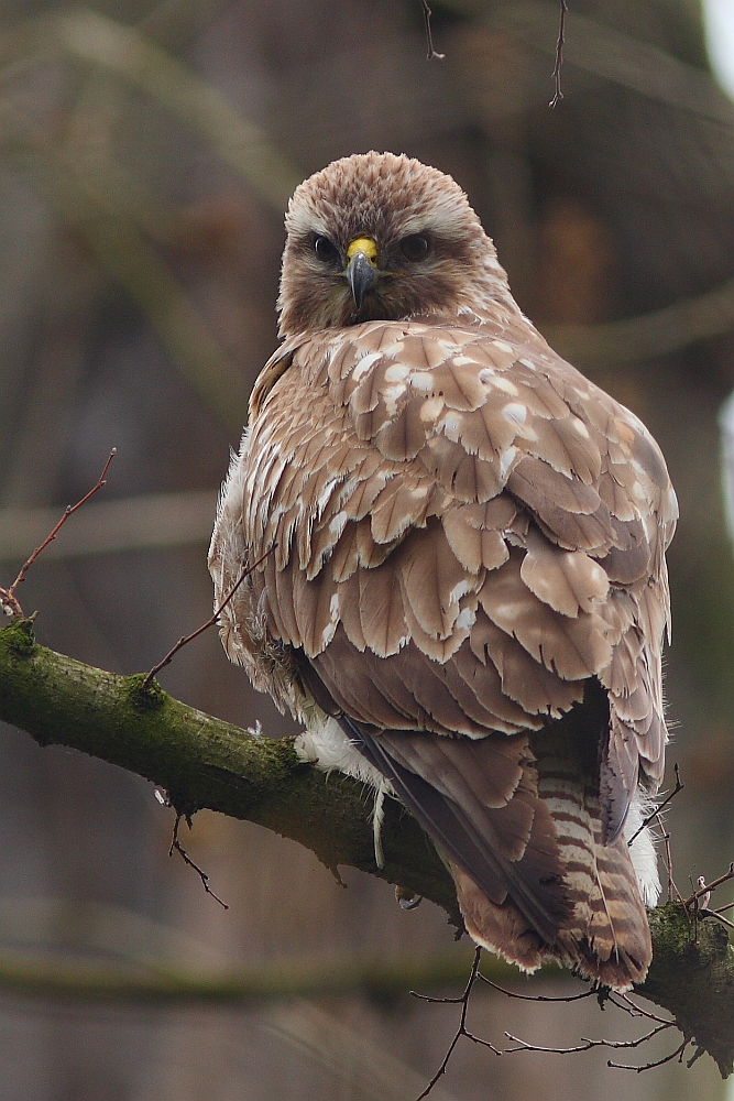 Maeusebussard2