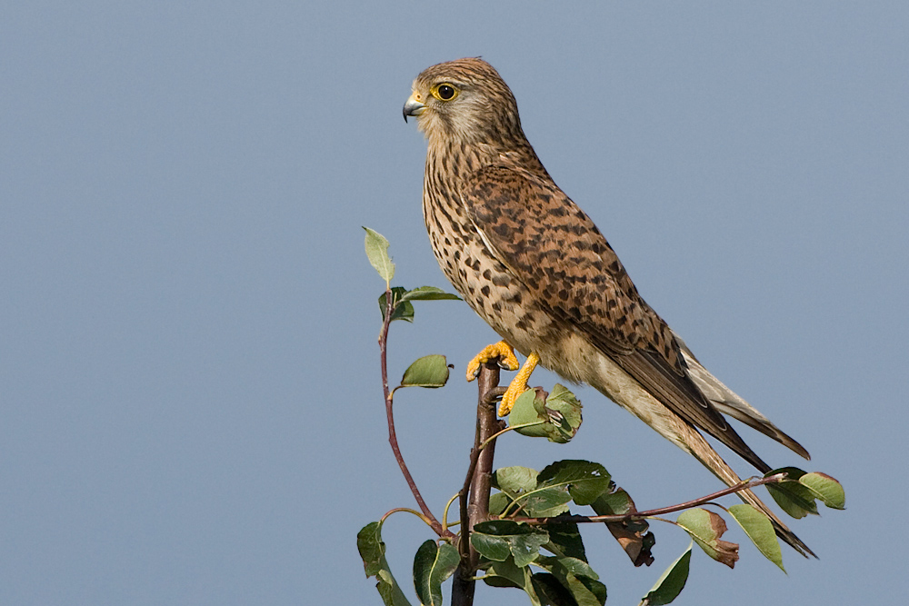 Turmfalke2