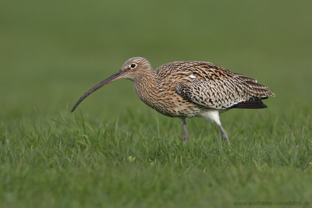 brachvogel2