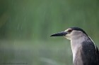 IMG_1223