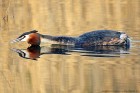 EOS 7D Mark II_2017_03_16_04844