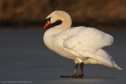 H�ckerschwan 