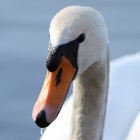H�ckerschwan 