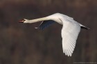 H�ckerschwan 