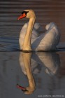 H�ckerschwan 