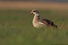 Nilgans 