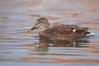 Stockente 