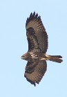 M�usebussard 