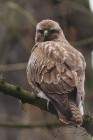 M�usebussard 