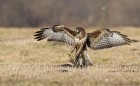 M�usebussard 