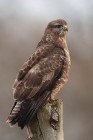 M�usebussard 