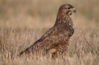 M�usebussard 