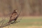 M�usebussard 