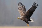 sseadler