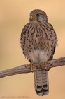 IMG_9642