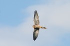 Turmfalke 
