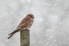 Turmfalke 