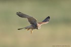 Turmfalke 