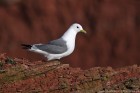 Dreizehenm�we 