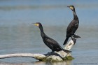Kormoran 