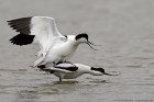 S�belschn�bler 
