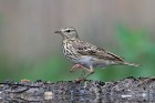 IMG_0202