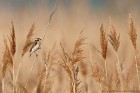 EOS 5D Mark IV_2018_04_30_55099