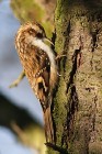 Gartenbauml�ufer 