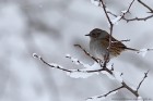 EOS 5D Mark IV_2018_03_17_48917