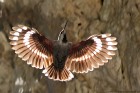 Mauerl�ufer 