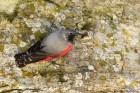 Mauerl�ufer 